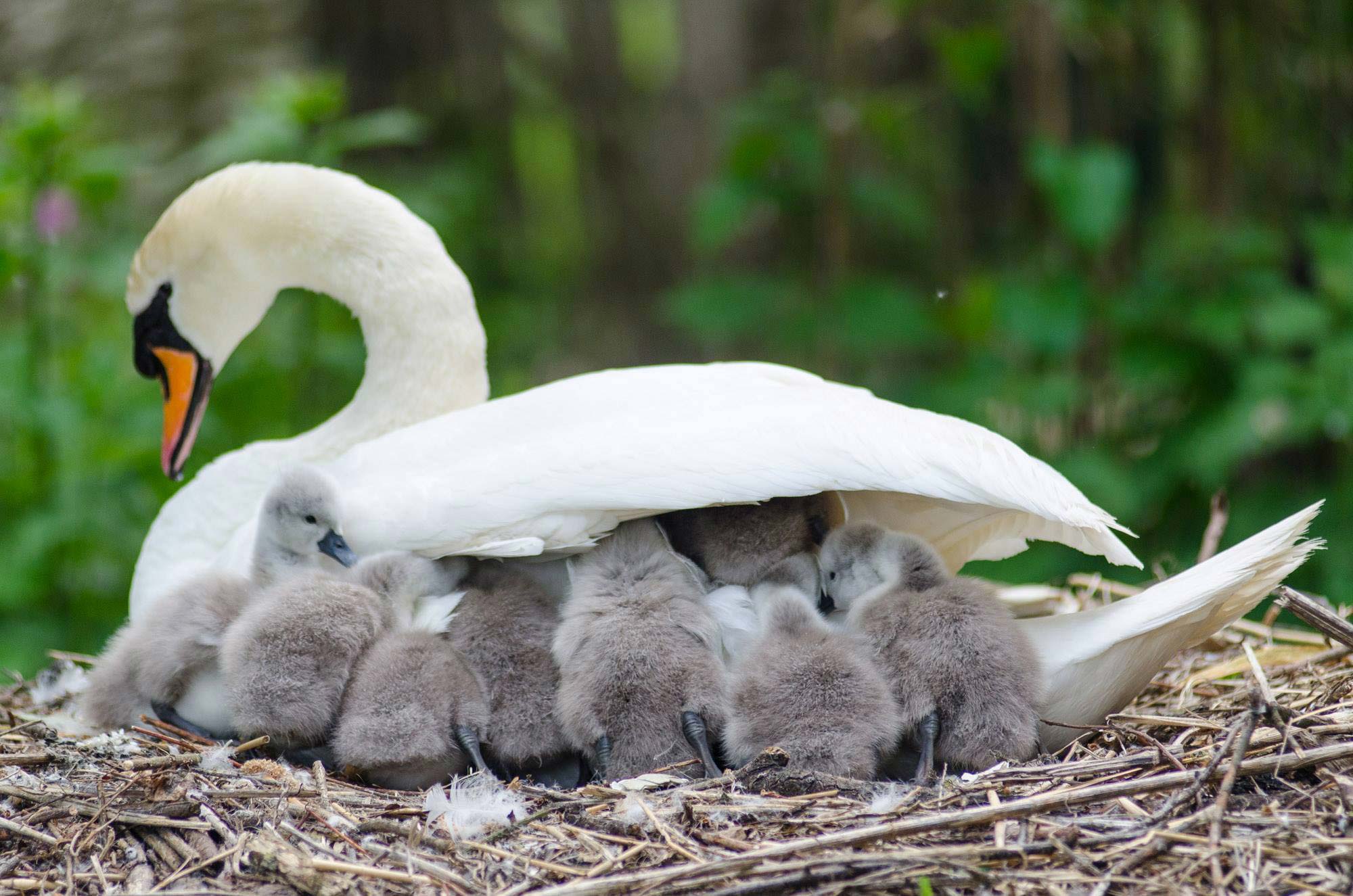 Baby swans shelter under mum's wing at Abbotsbury Swannery