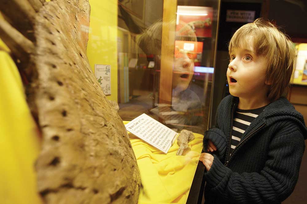 Be amazed at the exhibitions at The Dinosaur Museum