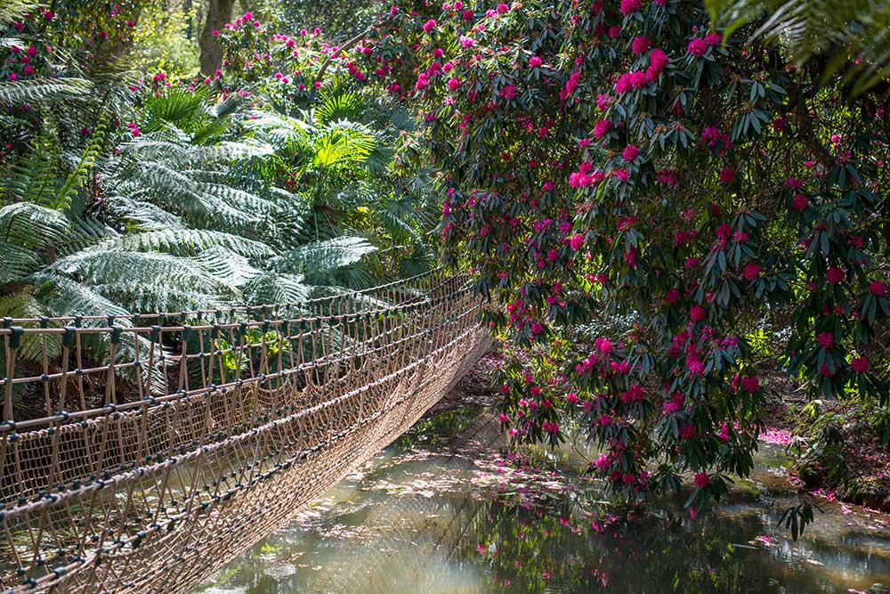 The Burma Rope Bridge at Abbotsbury Subtropical Gardens