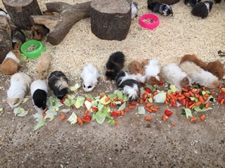 A Day In The Life – Guinea Pigs At Farmer Palmer’s