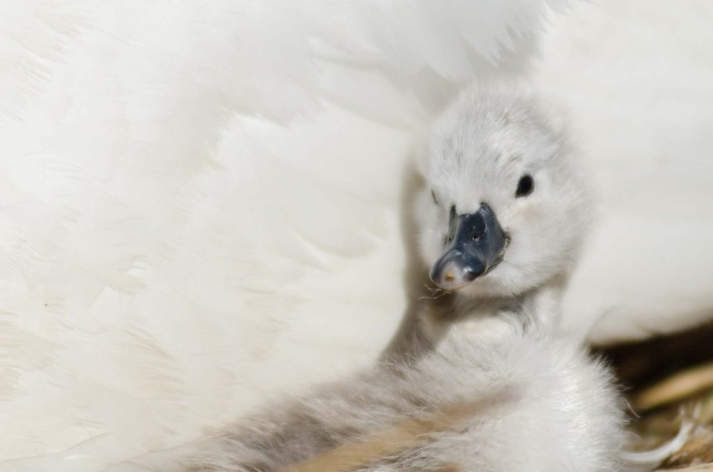 Close up of a cygnet at Abbotsbury Swannery