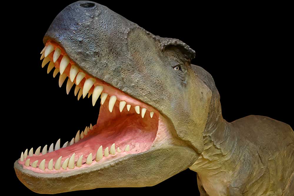 Get up close and personal with dinosaurs and The Dinosaur Museum