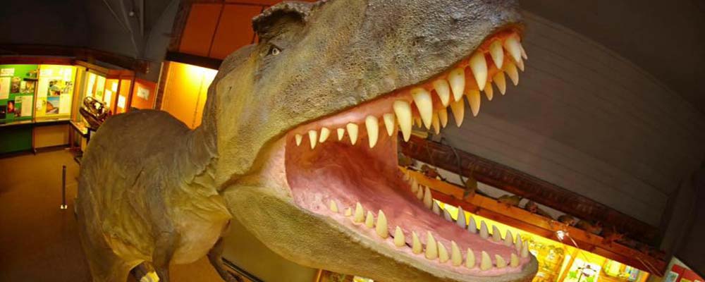Dinosaur Museum - Dorset attraction