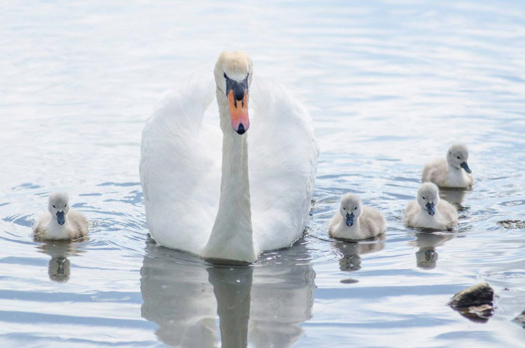 Family of swans on the water at Abbotsbury Swannery