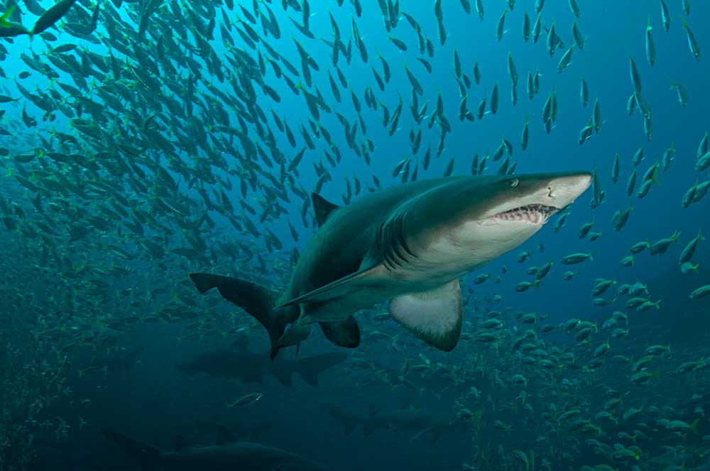 Grey Nurse Shark