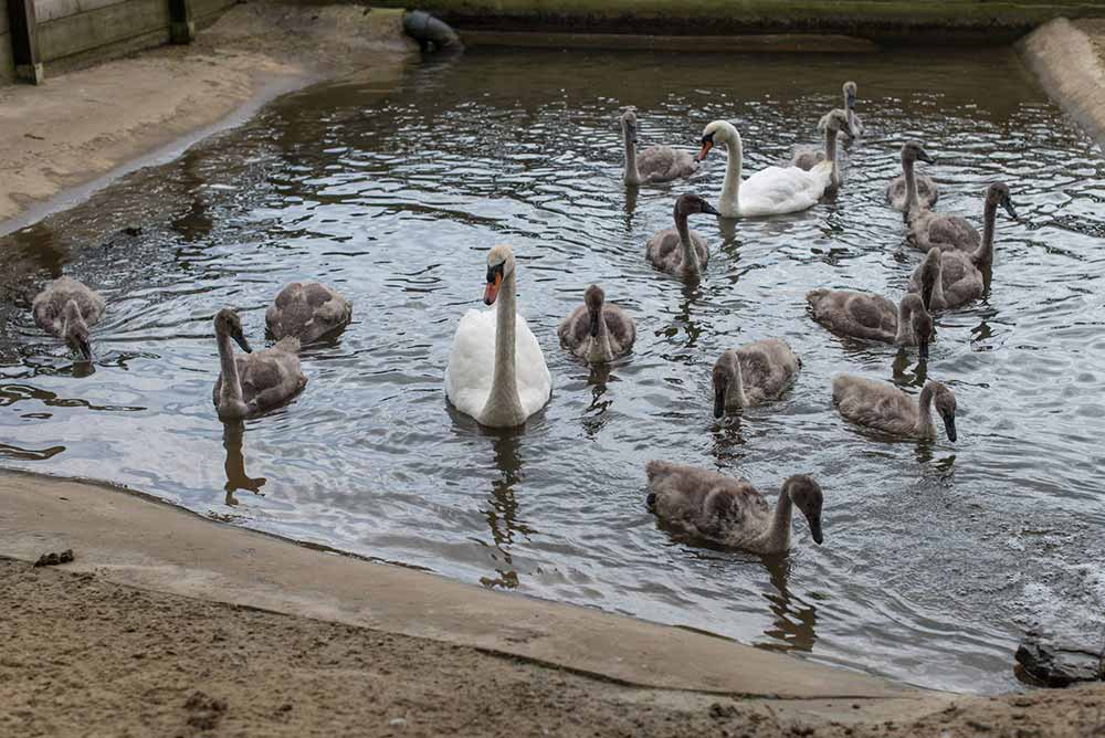 The Ugly Ducklings - Abbotsbury's cygnets growing up