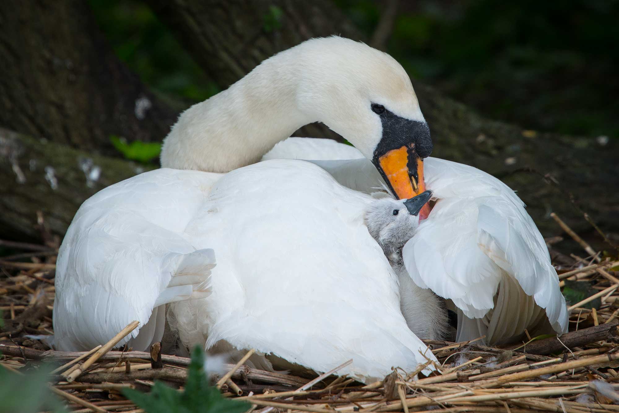 First Baby Swans At Abbotsbury Swannery