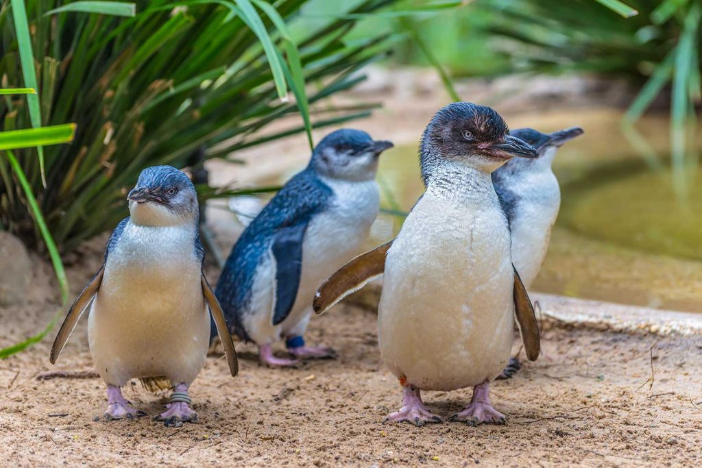 Fairy Penguins are a new addition to SEA LIFE Weymouth