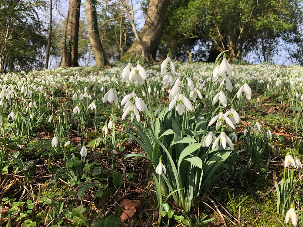 Snowdrop Sundays - 10th & 17th February 2019 At Mapperton House & Gardens