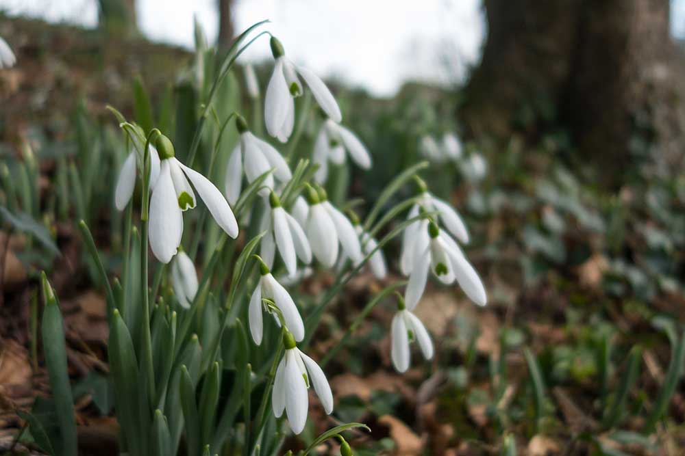 Snowdrop Sundays - 10th & 17th February 2019 at Mapperton House & Gardens