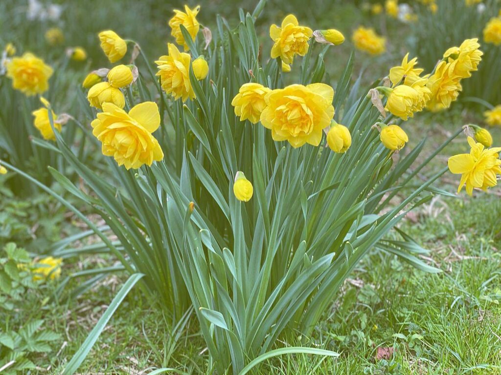 Daffodils at Sherborne Castle & Gardens