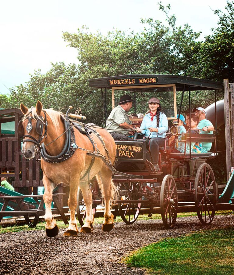 Dorset Heavy Horse Farm Park Best of Dorset Attractions