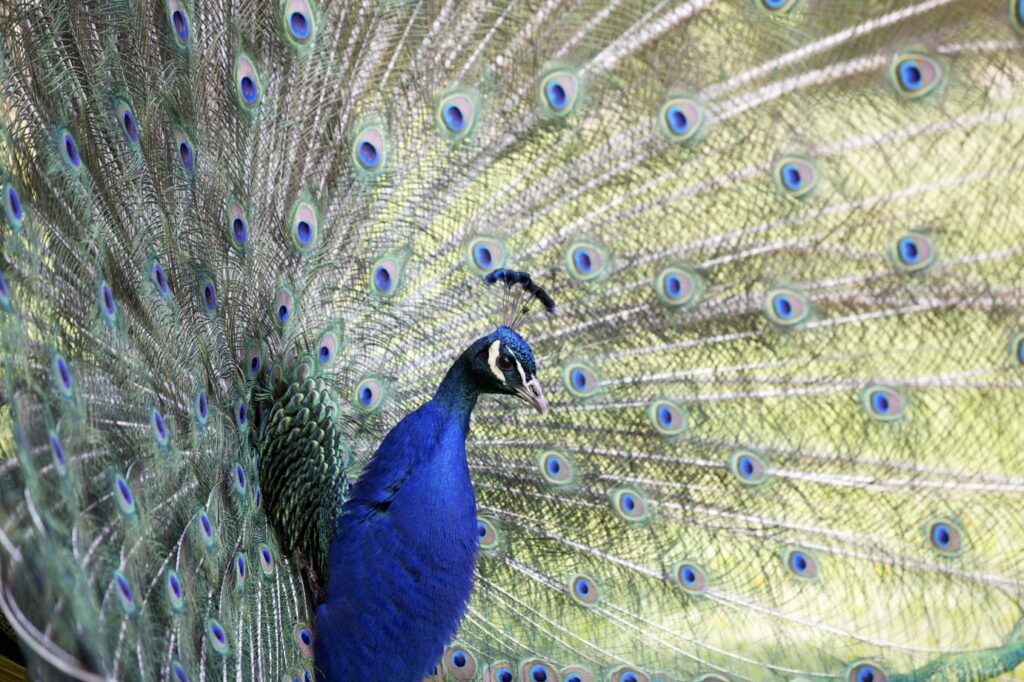 lulworth peacock